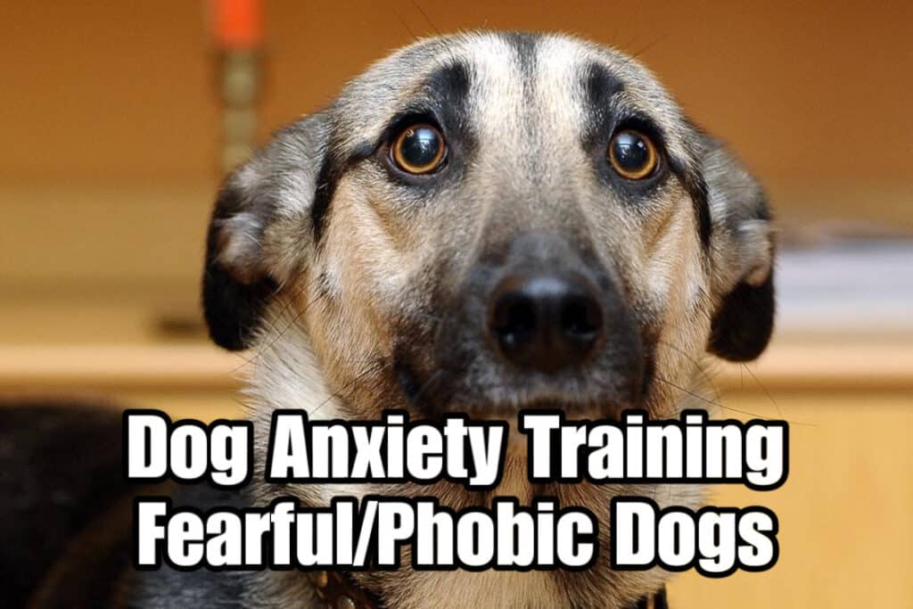 Anxious dog with wide eyes, representing dog anxiety training in Phoenix, AZ