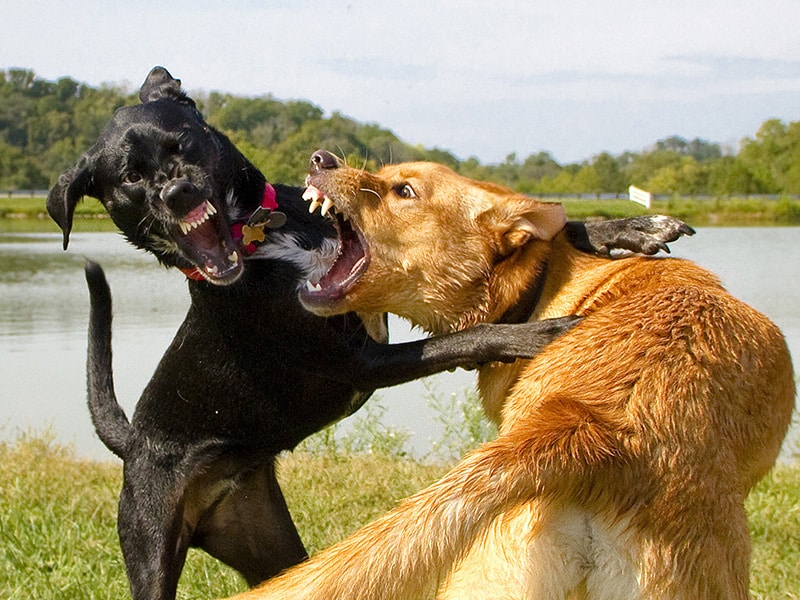 Effective Solutions for Intra-Dog Aggression in Phoenix, AZ: Expert Tips and Training