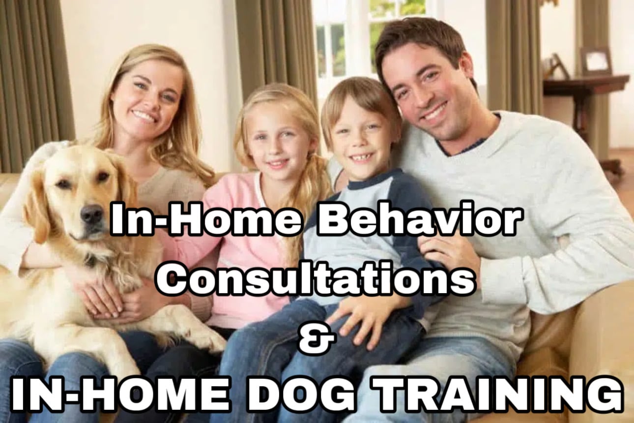 In-Home Dog Training in Phoenix Az