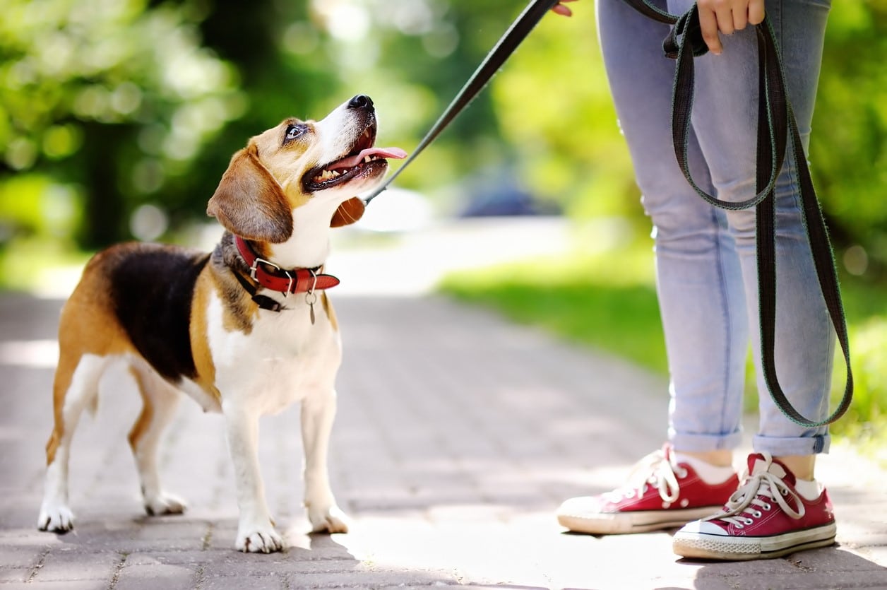 Dog obedience training in Phoenix