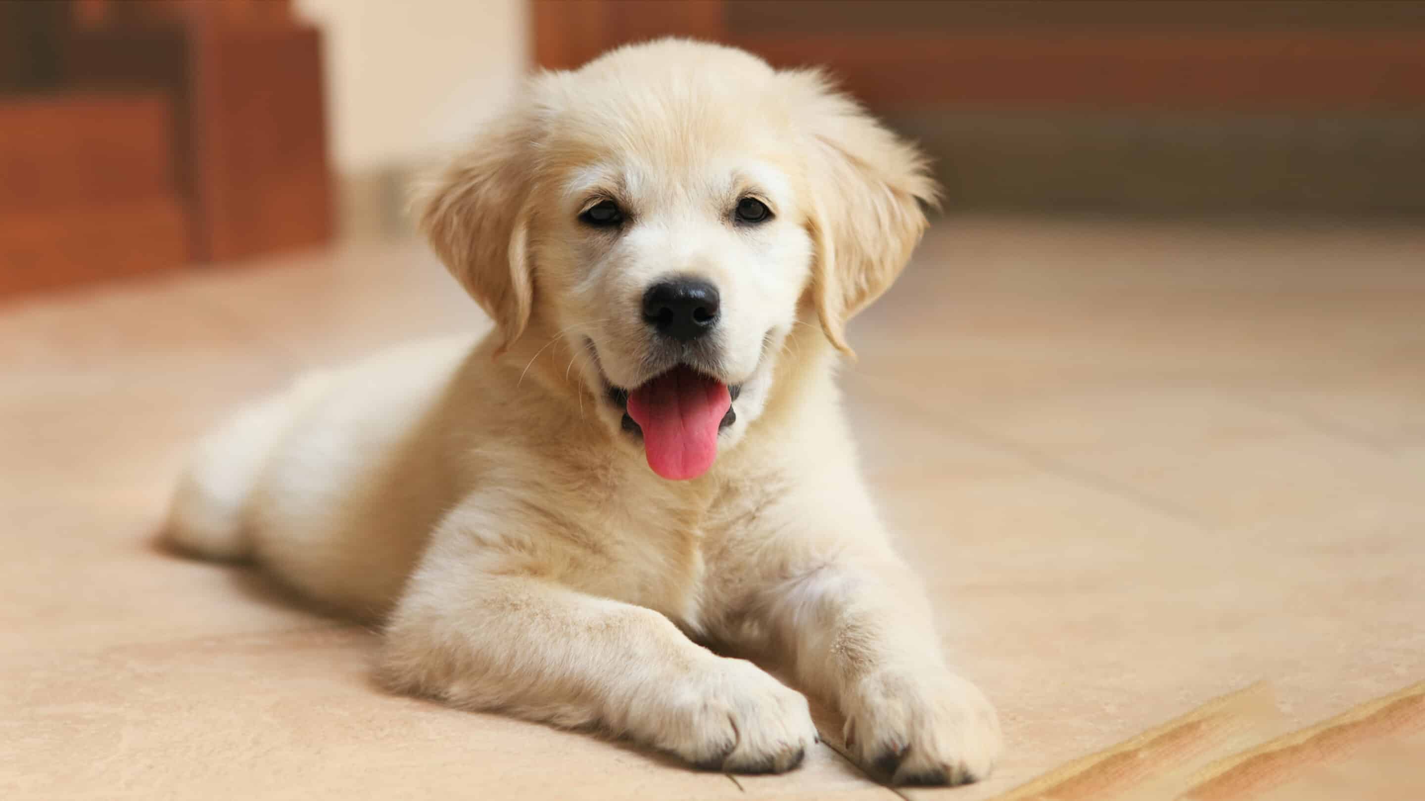 Puppy training in Phoenix