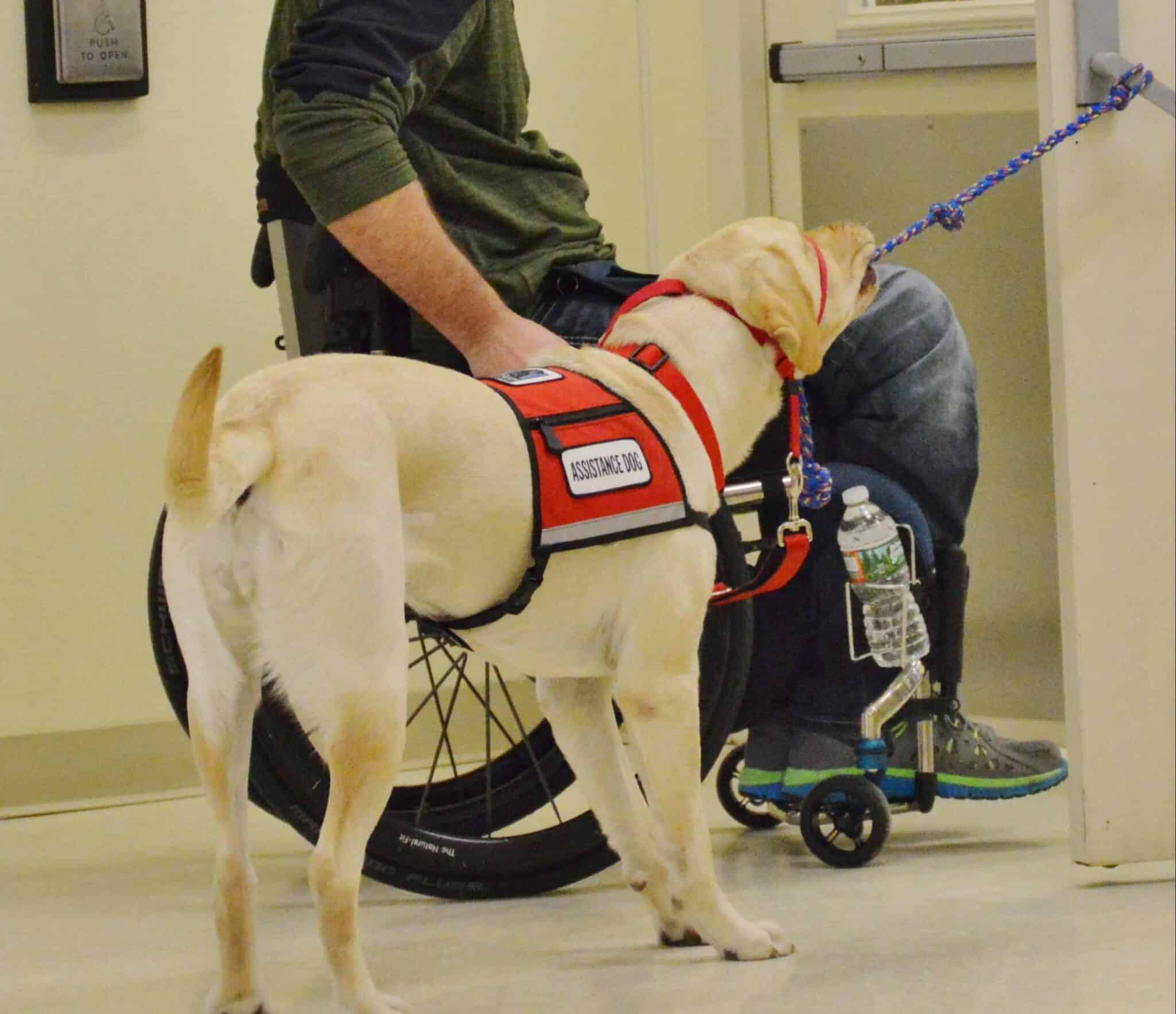 Service dog training in Arizona
