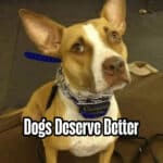 A sad, anxious dog wearing both a prong collar and shock collar, looking up with pleading eyes. Text overlay reads “Dogs Deserve Better.