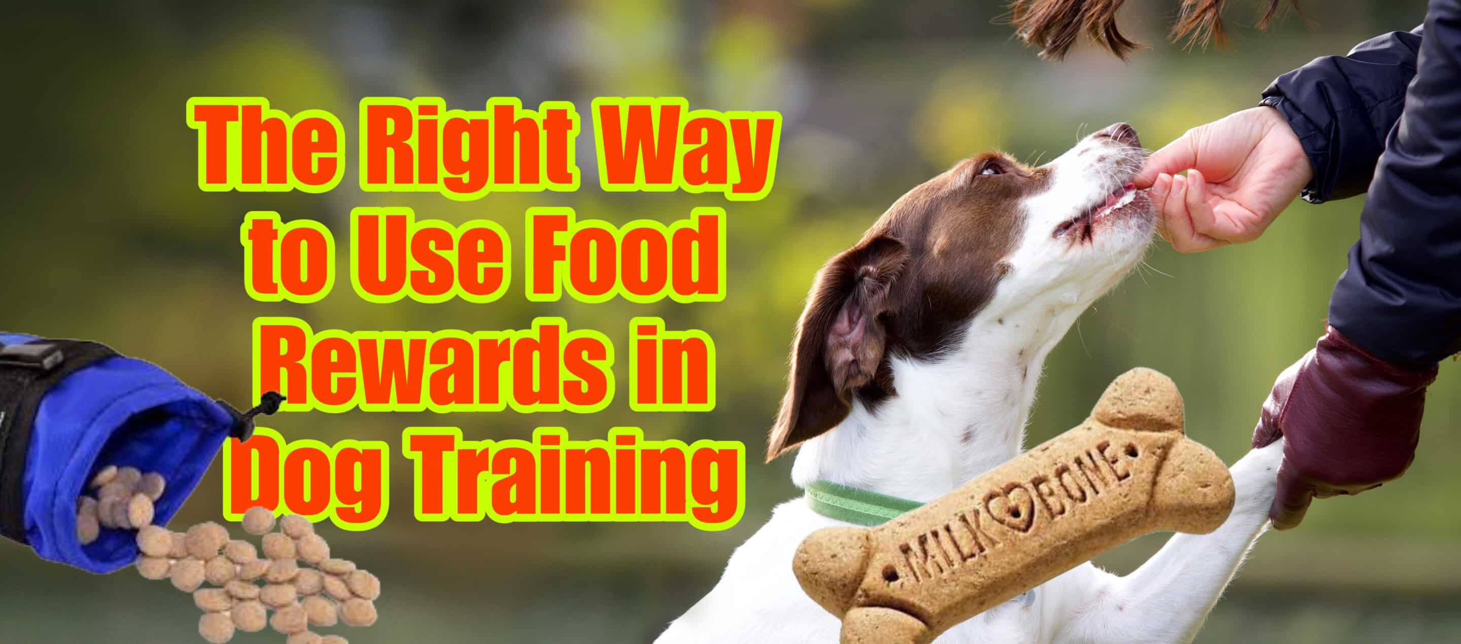 Dog receiving food reward during positive reinforcement training, showing correct use of treat pouch and timing