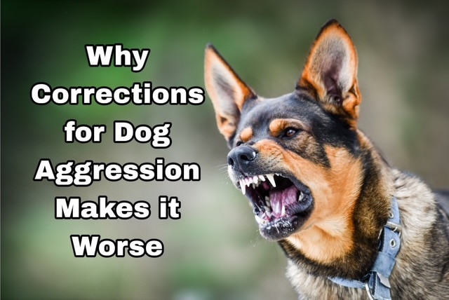 Aggressive dog baring teeth mid-snarl, wearing a collar, with bold text warning that corrections for dog aggression make behavior worse