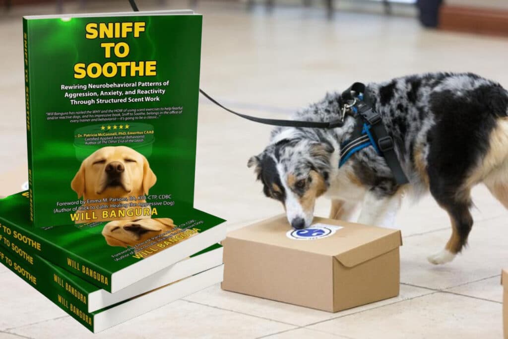 Book Sniff to Soothe by Will Bangura shown beside an Australian Shepherd engaging in scent detection work, representing therapeutic nose work for dogs with anxiety, fear, or reactivity