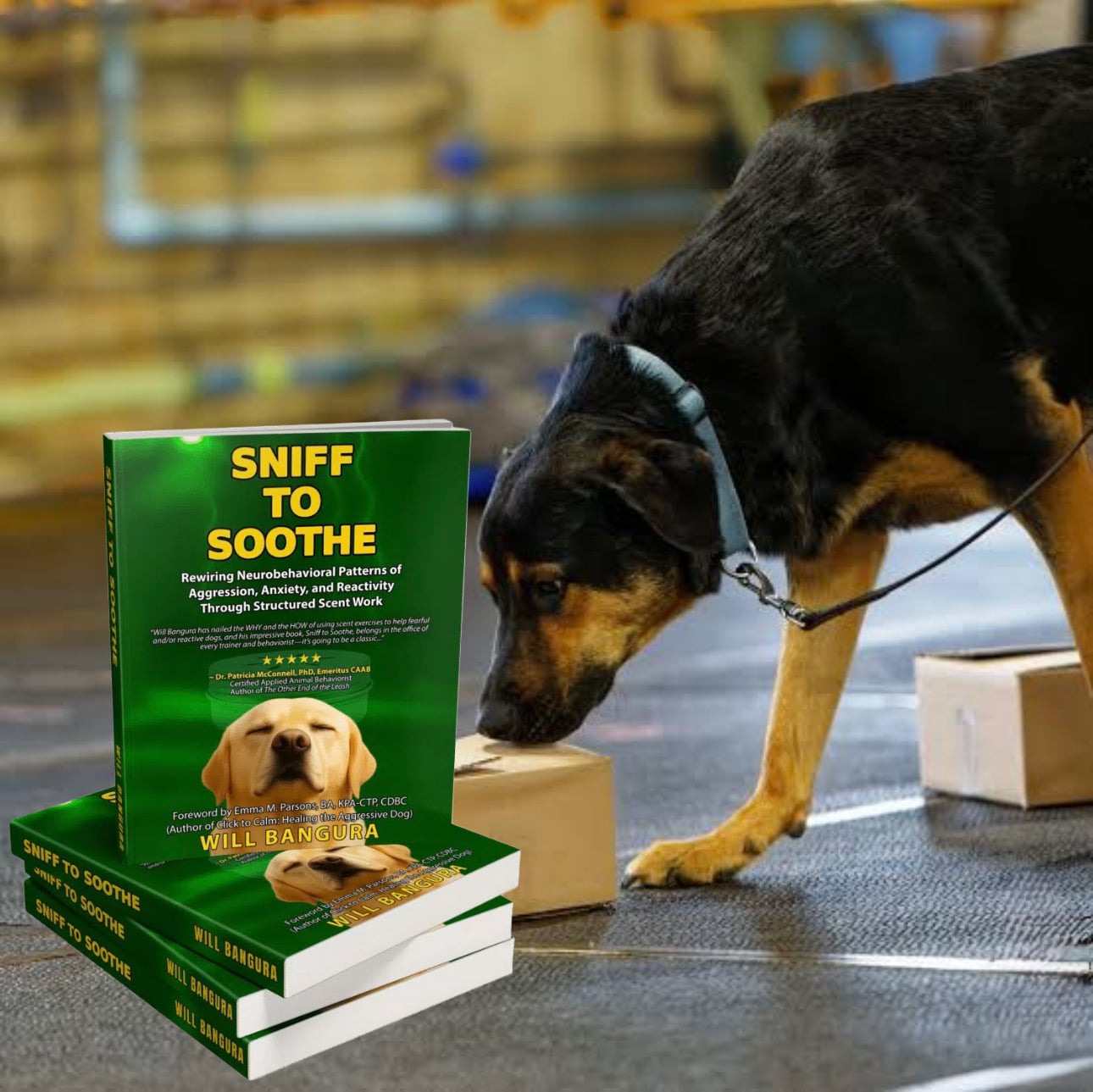 Dog in a training environment sniffing a cardboard box during a scent-work exercise, symbolizing focus and calm. Next to the dog is a stack of the book “Sniff to Soothe” by canine behaviorist Will Bangura, which teaches science-based scent-work methods for reducing aggression, anxiety, and reactivity in dogs.