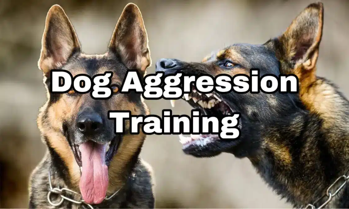 Dog aggression training in Phoenix, AZ. Provided by Will Bangura, Certified Canine Behaviorist,