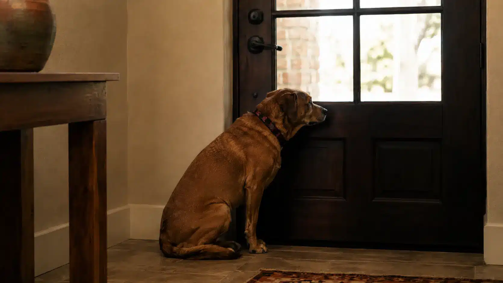 Separation anxiety training in Tempe, AZ, helping a dog build calm and confidence when left home alone.