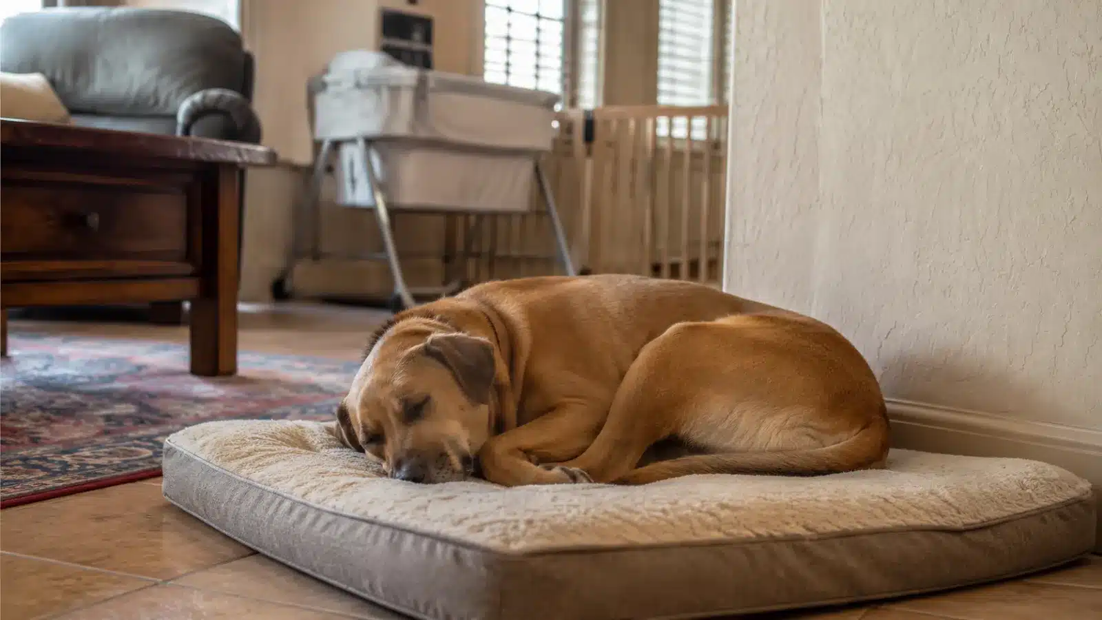 A relaxed dog sleeping calmly on its own bed in a living room with a bassinet and baby gate visible in the background