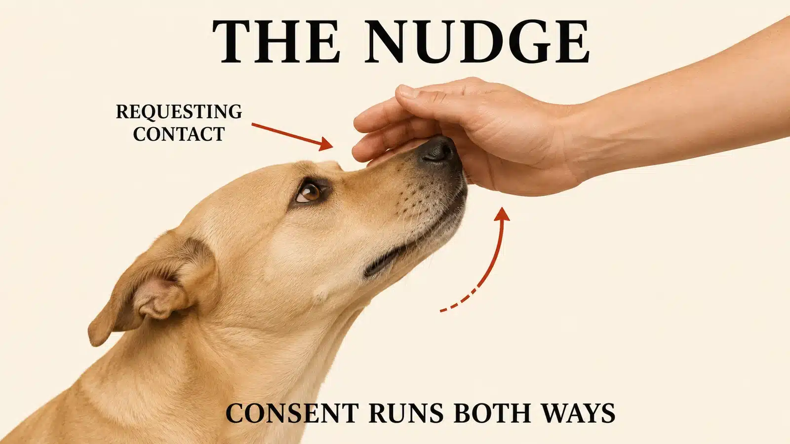 Dog nudging a person's hand with its nose to request attention and contact