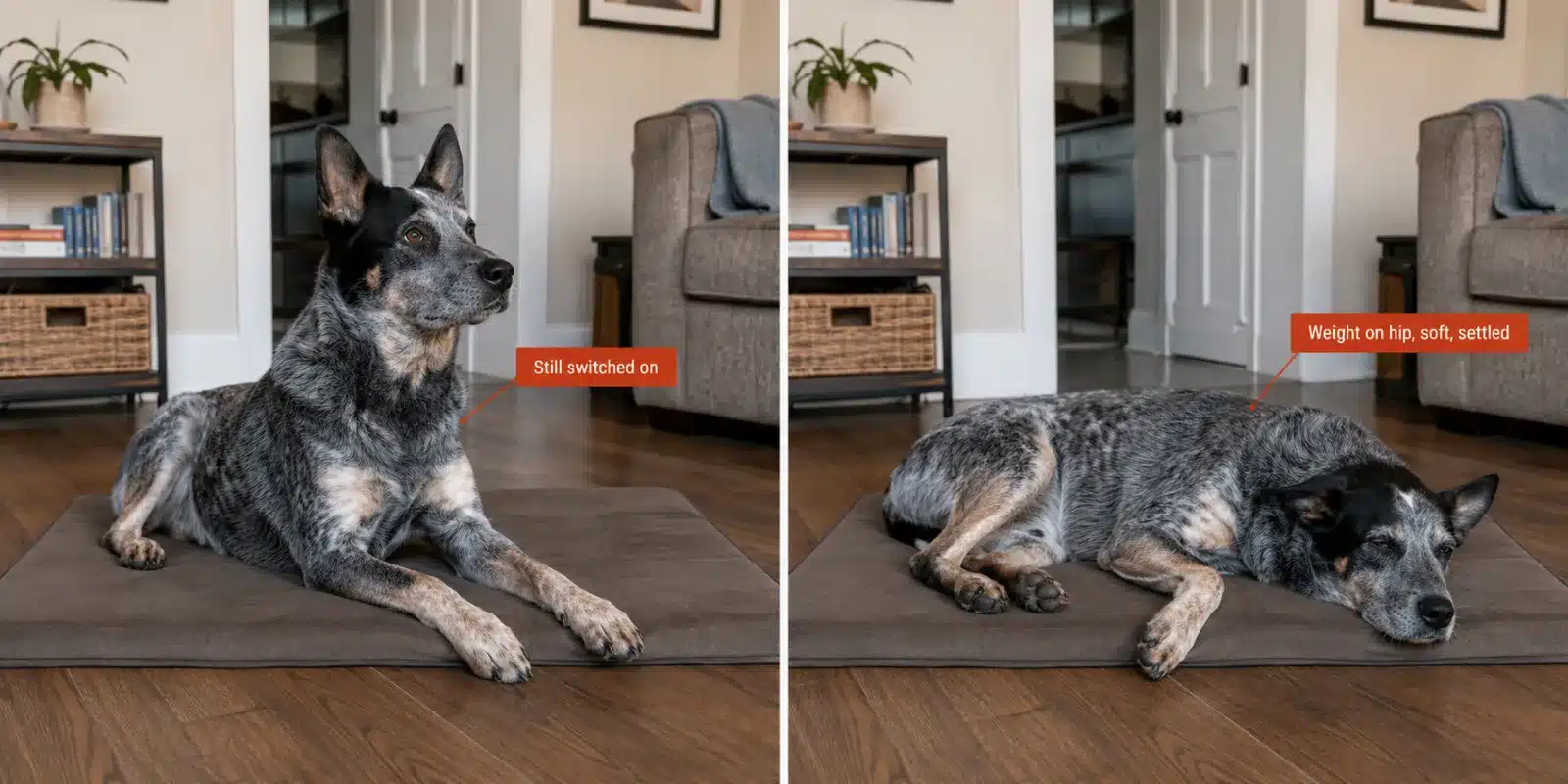 Side-by-side comparison of the same dog on a mat, tense and alert on the left versus genuinely relaxed with weight rolled onto one hip on the right